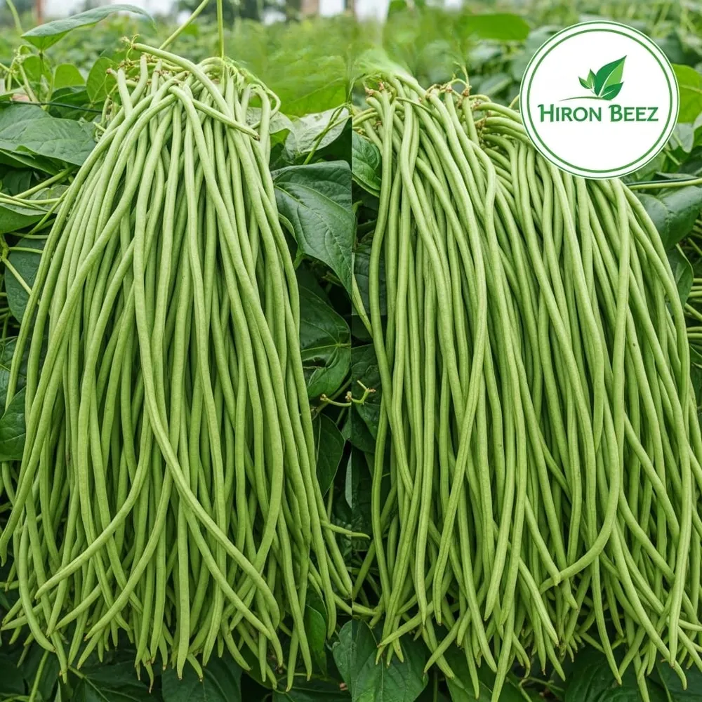 লং কিং লাফা — Long King Luffa - Image 2